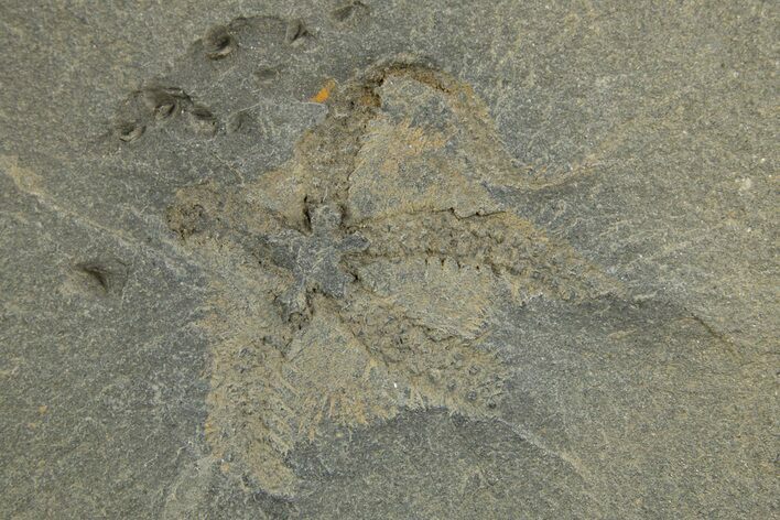 Ordovician Brittle Star (Ophiura) - Morocco #312522